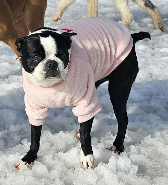 Boston terrier in a pink sweater in the snow