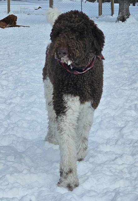 Brown and white poodle in the snow
