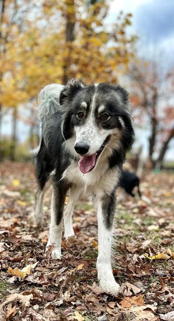 Australian shepherd in the autumn leaves