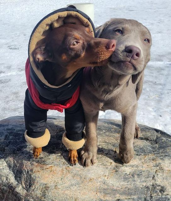 Two dogs cuddled up together in winter coats