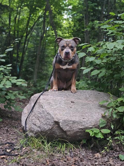 Dog holding a sit on a big rock in the woods