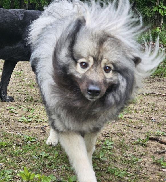Keeshond trotting through the grass