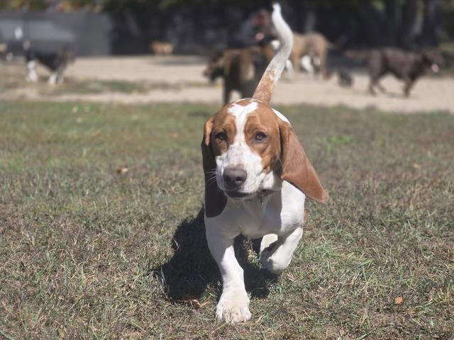 Beagle mix running in the yard